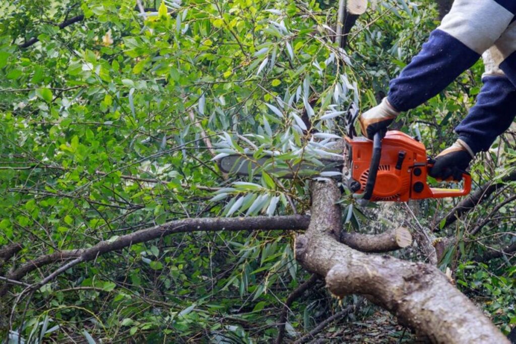 tree root removal