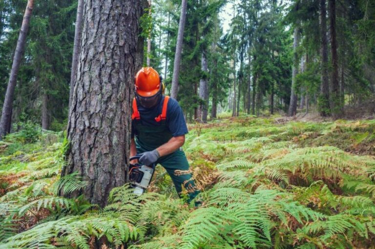 tree root removal