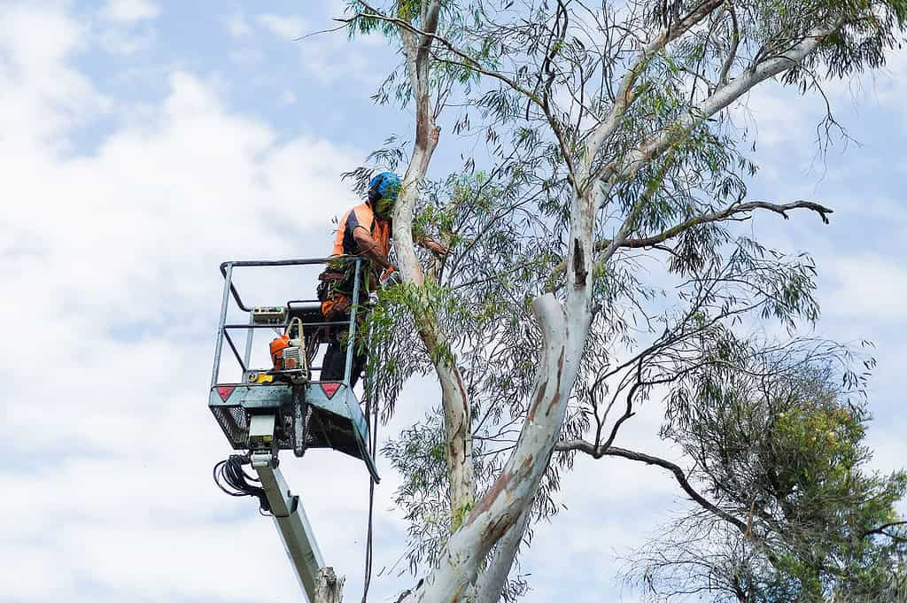 Arborist Pymble