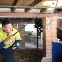 Termite Specialist: How Expert Help Can Improve a Home’s Buyer Appeal Before Sale