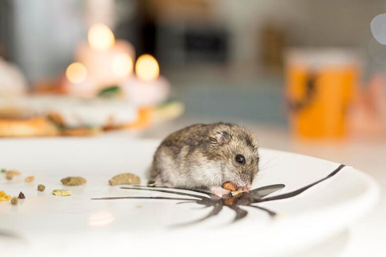 Rodent Exterminator Sydney